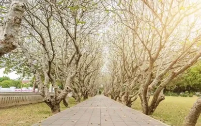 ซุ้มลีลาวดี_result