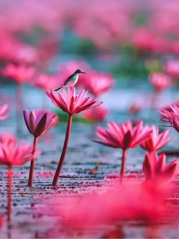 ตะวันออกเฉียงเหนือ