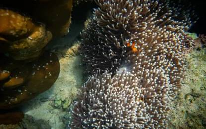 554043220_1710997153638638_3896944415696762704_n_result