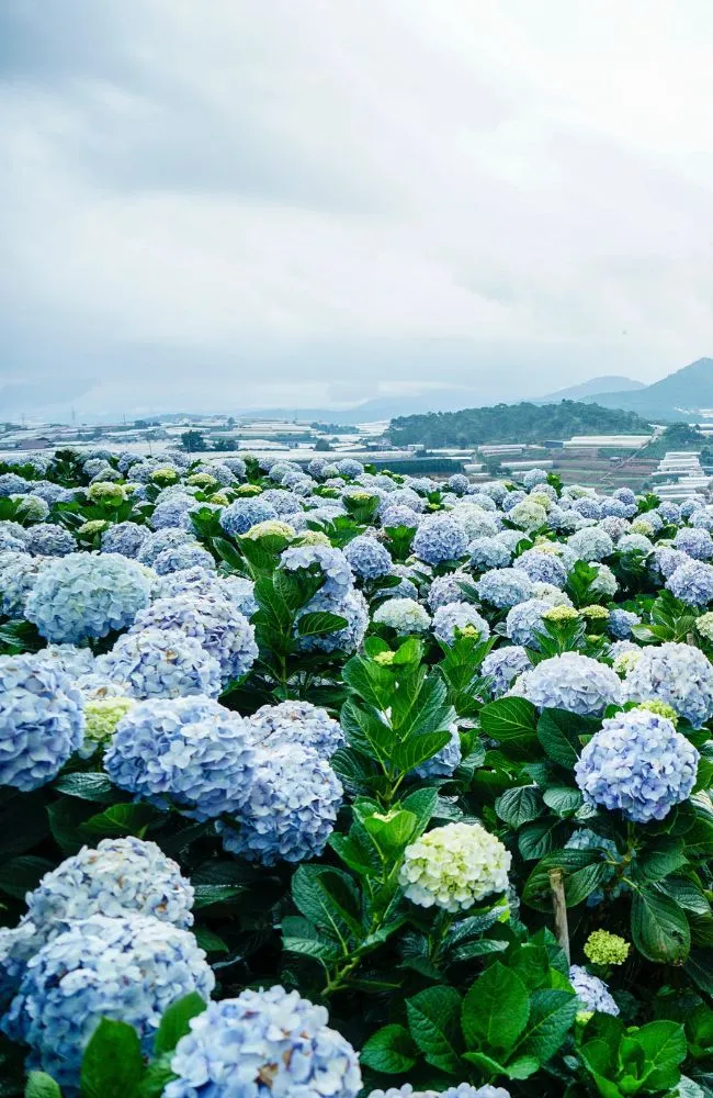 vietnam-slide (5)_result